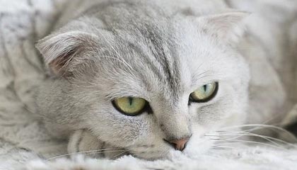 上海24小时高价回收医保卡的最新政策(2025年上海24小时高价回收医保卡电话分享)